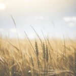 Field of wheat on a sunny day